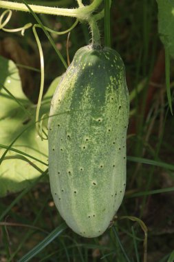 Çiftlikteki salatalıklar nakit mahsuldür. Potasyum, magnezyum ve diyet lifleri var. Yüksek tansiyonu kontrol edebilir, kalp hastalıklarını tedavi edebilir.