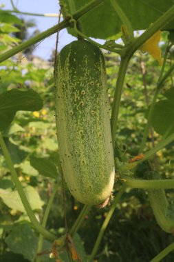 Çiftlikteki salatalıklar nakit mahsuldür. Potasyum, magnezyum ve diyet lifleri var. Yüksek tansiyonu kontrol edebilir, kalp hastalıklarını tedavi edebilir.
