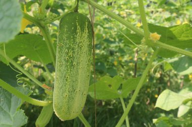 Çiftlikteki salatalıklar nakit mahsuldür. Potasyum, magnezyum ve diyet lifleri var. Yüksek tansiyonu kontrol edebilir, kalp hastalıklarını tedavi edebilir.