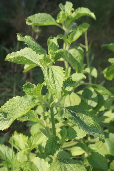 Çocuk odasındaki Ageratum conyzoides bitkisi. Dizanteri ve ishale karşı tedavi. Aynı zamanda böcek ilacı ve nematisit.