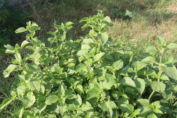 stock image Ageratum conyzoides flower plant on nursery. treat against dysentery and diarrhea. It is also an insecticide and nematicide