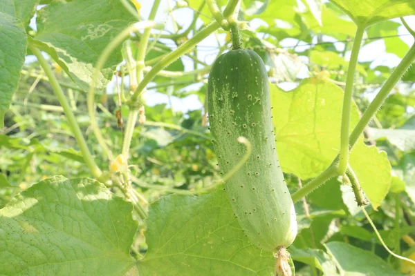 Cucumber on tree in farm for sell are cash crops. it have potassium, magnesium, dietary fibre. it can control high blood pressure, it can treat heart diseases