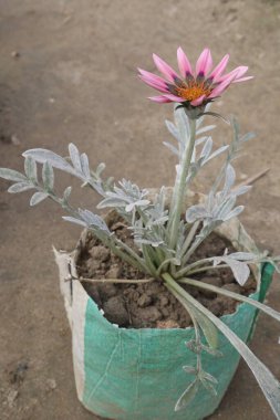 Gazania rigens Purple flower on pot in farm for sell are cash crops. it's are an easy to growing plant that will establish very fast and have little maintenance afterward clipart
