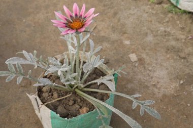 Gazania rigens Purple flower on pot in farm for sell are cash crops. it's are an easy to growing plant that will establish very fast and have little maintenance afterward clipart