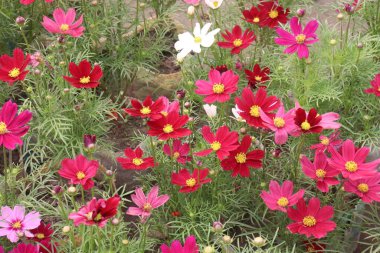 pink colored garden cosmos flower on farm for harvest clipart