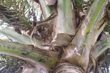 Çiftlikte hasat için hindistan cevizi ağacı nakit mahsulüdür. gıda, yakıt, kozmetik, folklor, inşaat malzemeleri