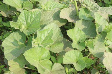 Çiftlikteki kabakulak fabrikası satılık. Nakit ürünler. Ateş, öksürük, ağrı ve astım için kullanılabilir. Mineraller, kalsiyum, magnezyum, demir, çinko, B, C, K, sebze, sağlıklı bağırsak mikrobiyomu içerir.