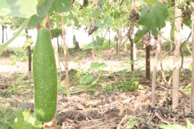 Çiftlikte satılık kabak çorbası var. Ateş, öksürük, ağrı ve astım için kullanılabilir. İçinde mineraller, kalsiyum, magnezyum, demir, çinko, vitamin B, C, K, besin, sebze, sağlıklı bağırsak mikrobiyomu bulunur.
