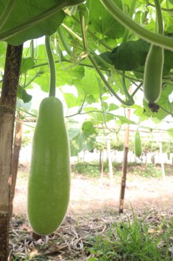 Çiftlikte satılık kabak çorbası var. Ateş, öksürük, ağrı ve astım için kullanılabilir. İçinde mineraller, kalsiyum, magnezyum, demir, çinko, vitamin B, C, K, besin, sebze, sağlıklı bağırsak mikrobiyomu bulunur.