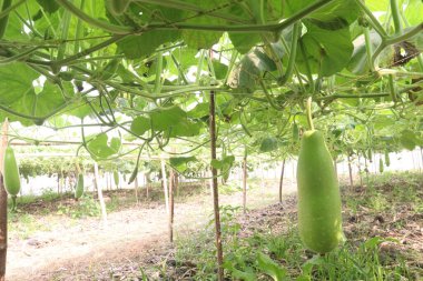 Çiftlikte satılık kabak çorbası var. Ateş, öksürük, ağrı ve astım için kullanılabilir. İçinde mineraller, kalsiyum, magnezyum, demir, çinko, vitamin B, C, K, besin, sebze, sağlıklı bağırsak mikrobiyomu bulunur.