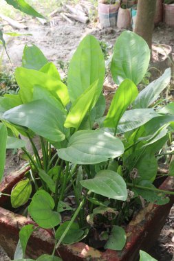Çiftlikteki Echinodorus palifolius çiçeği bitkisi nakit mahsuldür. Doğal hava temizleyicisidir, benzen ve formaldehit gibi toksinleri absorbe eder ve karşılığında temiz oksijen salgılar.
