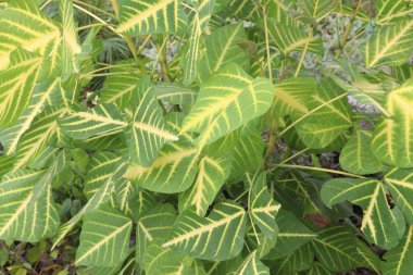 Çiftlikteki eritrina varyete bitkisi nakit mahsulüdür. Sinirsel yatıştırıcı, oftalmi, antiastım, antiepileptik, antiseptik, astringan...