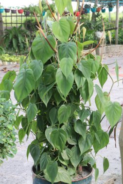 Çiftlikteki Heartleaf Philodendron Fabrikası 'nın satışı nakit mahsuldür. Formaldehit ve benzen gibi görünmez toksinlerle mücadele eden doğal bir hava temizleyici. Ciğerlerin için çevre dostu bir hizmetçiye sahip olmak gibi.