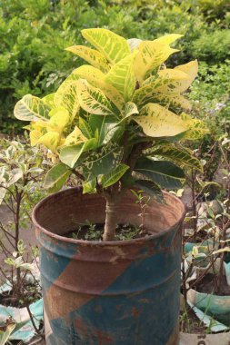 Garden croton plant on pot in farm for sell are cash crops. leaves and stem can treat with tea or pills of diabetes, high blood cholesterol levels, gastrointestinal disturbances clipart