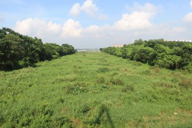 Doğayla ve ormanla gölün yeşil manzarası