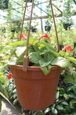 Çiftlikteki Episcia Cupreata bitkisi satılık nakit ürünleri. İçeriye renk getirmenin en iyi yolu alev menekşeleri (Episcia cupreata) yetiştirmektir. Episcia alev menekşeli ev bitkisi