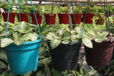 Çiftlikteki Episcia Cupreata bitkisi satılık nakit ürünleri. İçeriye renk getirmenin en iyi yolu alev menekşeleri (Episcia cupreata) yetiştirmektir. Episcia alev menekşeli ev bitkisi