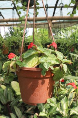 Episcia cupreata flower plant on farm for sell are cash crops. An excellent approach to bringing colour indoors is by growing flame violets (Episcia cupreata). Houseplant with Episcia flame violets clipart