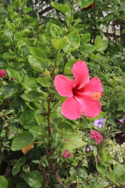 Çiftlikteki ağaçta satılık pembe amber çiçeği nakit mahsuldür. Antioksidanları var. Kilo kaybına yardımcı oluyor, bakteri ve kanser hücrelerinin büyümesini yavaşlatıyor ve kalp ve karaciğeri destekliyor.