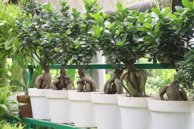 Ficus microcarpa tree in pot in farm, it can root, bark, and leaf latex are used to treat children, headaches, liver disease, diş ağrısı ve ülserler. Hava kökleri deri hastalıklarının tedavisinde faydalıdır.