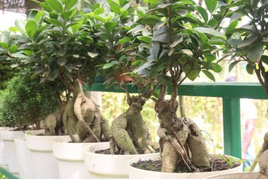 Ficus microcarpa tree in pot in farm, it can root, bark, and leaf latex are used to treat children, headaches, liver disease, diş ağrısı ve ülserler. Hava kökleri deri hastalıklarının tedavisinde faydalıdır.
