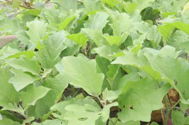 Hasat için çiftlikteki ağaçta Brinjal nakit mahsulüdür. Biyoaktif bileşenler, potasyum, fiber, karbonhidrat, vitamin B6 gibi temel bileşenleri nedeniyle kalbe kan dolaşımı yapabilir.