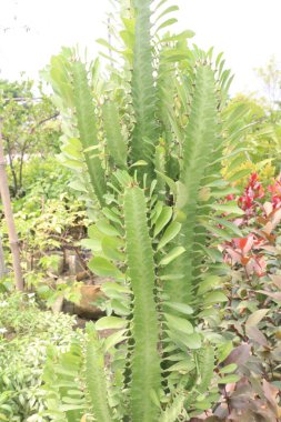 Çiftlikteki Euphorbia Trigona bitkisi satılık nakit mahsulleri. Bu türün, yaralar, ülserler, siğiller ve yanıklar gibi çeşitli hastalıkları tedavi etmek için geleneksel tıpta kullanılan sütlü bir özü vardır.