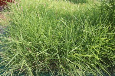 Limpo grass plant on farm for sell are cash crops. high digestibility and the slower decline in digestibility with increasing maturity. it's suitable for use as a stockpiled forage clipart