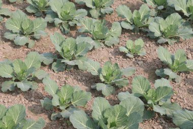 Hasat için çiftlikte brokoli nakit mahsuldür. Kanser riskini azaltıyor. Antioksidan, C vitamini, antioksidan. Bağışıklığı arttırıyorum. Deri sağlığını geliştiriyor. Diyabet riskini azaltıyor.