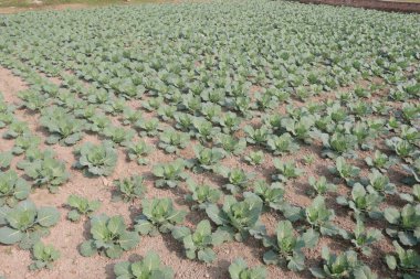 Broccoli on farm for harvest are cash crops. Reducing the risk of cancer. have antioxidants, Vitamin C, antioxidant. Boosting immune. Improving skin health. Reducing the risk of diabetes clipart