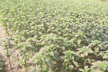 Çiftlikteki yeşil amaranth bitkisi nakit mahsulü.