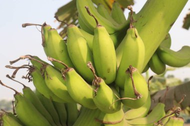 Çiftlikteki çiğ muz hasadı nakit mahsuldür. Muz yemek sağlığa iyi gelirken, muz yemek kan basıncını düşürebilir ve kanser riskini azaltabilir.