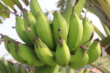 Çiftlikteki çiğ muz hasadı nakit mahsuldür. Muz yemek sağlığa iyi gelirken, muz yemek kan basıncını düşürebilir ve kanser riskini azaltabilir.