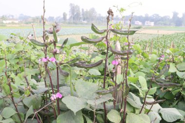 Sümbül Fasulyeleri hasat için çiftliğe ekili. Çene-kemik mineral yoğunluğu, diş minesi, diş minesi ve çene-kemiği yoğunluğunu destekledikleri için kemik sağlığını korumak için gerekli olan D vitamini, kalsiyum ve fosfor içerir.