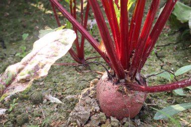 Beetroot plant on farm for harvest are cash crops.it's juice help heart and lungs work better during exercise. Nitric oxide from beets increase blood flow to your muscles.helps cells grow and function clipart
