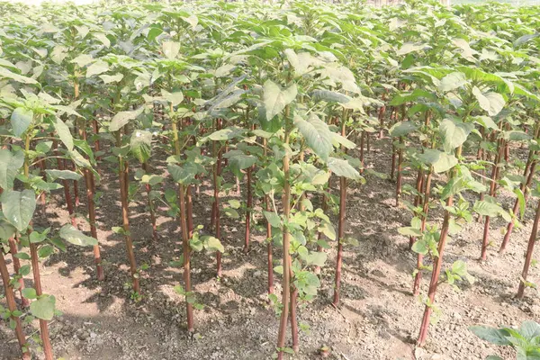 Çiftlikteki yeşil amaranth bitkisi nakit mahsulü.