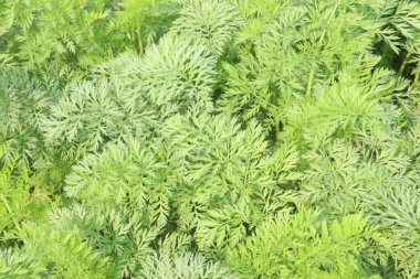 Hasat için havuç çiftliği nakit mahsulüdür. Herbaceous, yenilebilir taproot. Yaygın türler arasında kök şekilleri küreselden uzunluğa, alt uçlar kör noktadan sivri uca sıralanır. Turuncu kökleri dışında.,