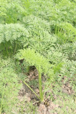 Hasat için havuç çiftliği nakit mahsulüdür. Herbaceous, yenilebilir taproot. Yaygın türler arasında kök şekilleri küreselden uzunluğa, alt uçlar kör noktadan sivri uca sıralanır. Turuncu kökleri dışında.,