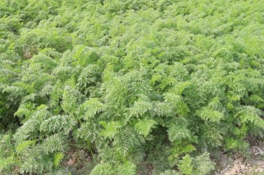 Hasat için havuç çiftliği nakit mahsulüdür. Herbaceous, yenilebilir taproot. Yaygın türler arasında kök şekilleri küreselden uzunluğa, alt uçlar kör noktadan sivri uca sıralanır. Turuncu kökleri dışında.,