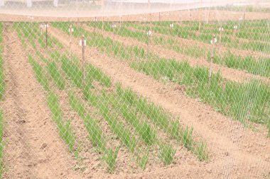 Deney çiftliğindeki buğday bitkileri nakit ürünleridir. Glikoz, vücut ağırlığının kontrolü, lif, bazı hastalıklara karşı koruma. Tam tahıl kardiyovasküler hastalık riskini azaltabilir.