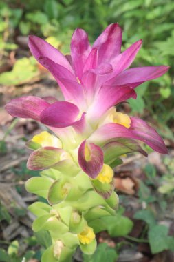 Curcuma australasica, Cape York lily, the native turmeric, wild turmeric, on jungle. is a rhizomatous herbaceous perennial plant of the Zingiberaceae or ginger family clipart