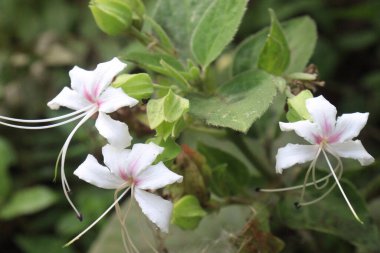 Ormandaki Clerodendrum infortunatum çiçek bitkisi. konvülsiyonlarda, kramplarda, yaralarda, ülserlerde, çakıllarda, enfortunatumda kullanılabilir, analjezik, leş yiyen, antikonvülsan, antihiperglisemik, antimikrobik