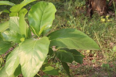 Ficus hispida on tree in jungle. used in the treatment of diarrhea, ulcer, anemia, diabetes, inflammation, and cancer clipart