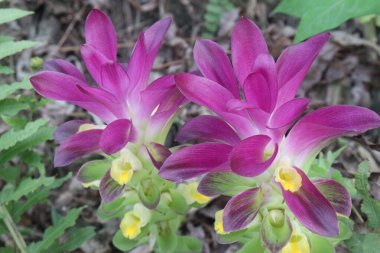 Curcuma australasica, Cape York zambağı, doğal zerdeçal, vahşi zerdeçal, ormanda. Zingiberaceae ya da zencefil familyasından uzun ömürlü bir bitkidir.