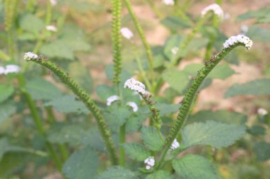 Heliotropium indicum, genellikle ormandaki Hint heliotroposu olarak bilinen beyaz çiçeğe sahiptir. Antibakteriyel, antienflamatuar ve ağrı kesici özellikleri olduğuna inanılır.