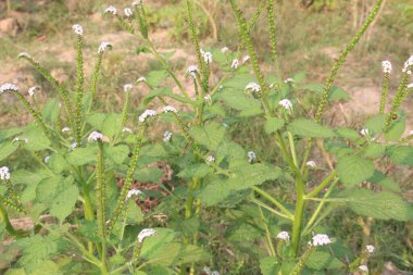 Heliotropium indicum, genellikle ormandaki Hint heliotroposu olarak bilinen beyaz çiçeğe sahiptir. Antibakteriyel, antienflamatuar ve ağrı kesici özellikleri olduğuna inanılır.