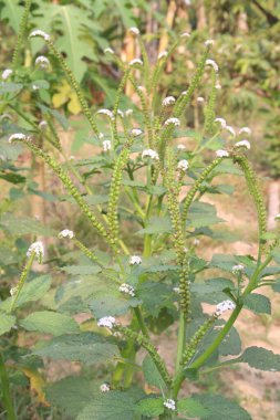 Heliotropium indicum, genellikle ormandaki Hint heliotroposu olarak bilinen beyaz çiçeğe sahiptir. Antibakteriyel, antienflamatuar ve ağrı kesici özellikleri olduğuna inanılır.