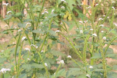 Heliotropium indicum, commonly known as Indian heliotrope on jungle have white flower.It is believed to have antibacterial, anti inflammatory, and analgesic properties clipart