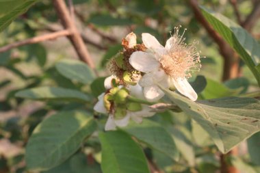 Common guava flower on tree in farm for sell are cash crops.have dietary fiber.eating more guavas may aid healthy bowel movements, prevent constipation.guava leaf extract may benefit digestive health clipart