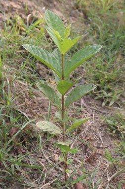 Çiftlikteki yaygın guava bitkisi nakit ürünleridir. Daha fazla guava yemek sağlıklı bağırsak hareketlerine yardımcı olabilir, kabızlığı önleyebilir. guava yaprağı özütü sindirim sağlığına yararlı olabilir.